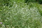 Hedge parsley